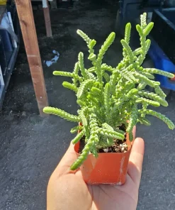 Watch Chain Succulent Crassula Muscosa Live Plant 2in & 4in Pots - Image 4