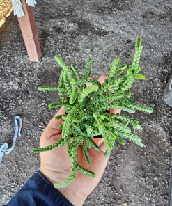 Watch Chain Succulent Crassula Muscosa Live Plant 2in & 4in Pots - Image 5