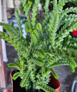 Watch Chain Succulent Crassula Muscosa Live Plant 2in & 4in Pots - Image 6