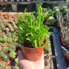 Watch Chain Succulent Crassula Muscosa Live Plant 2in & 4in Pots - Image 1