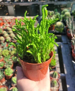 Watch Chain Succulent Crassula Muscosa Live Plant 2in & 4in Pots - Image 1