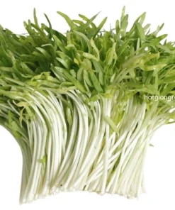 Water Spinach Sprouts Seeds - 1000 Ong Choy Seeds for Planting - 50 Gr - Image 2