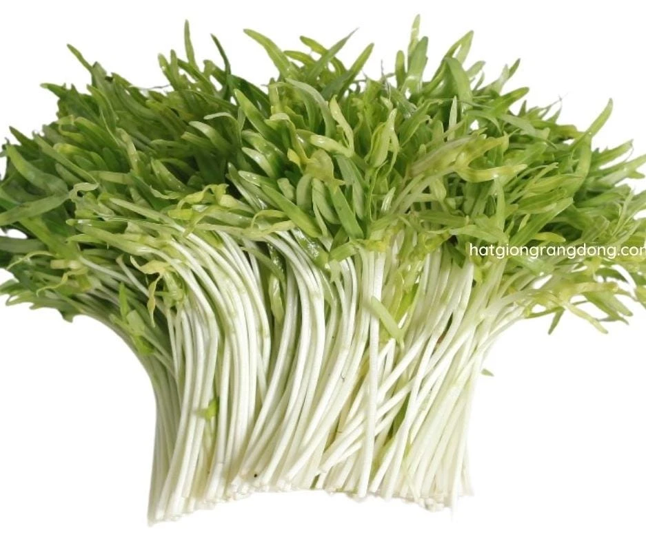 Water Spinach Sprouts Seeds - 1000 Ong Choy Seeds for Planting - 50 Gr - Image 2
