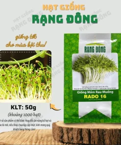 Water Spinach Sprouts Seeds - 1000 Ong Choy Seeds for Planting - 50 Gr - Image 3