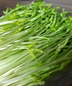 Water Spinach Sprouts Seeds - 1000 Ong Choy Seeds for Planting - 50 Gr - Image 4