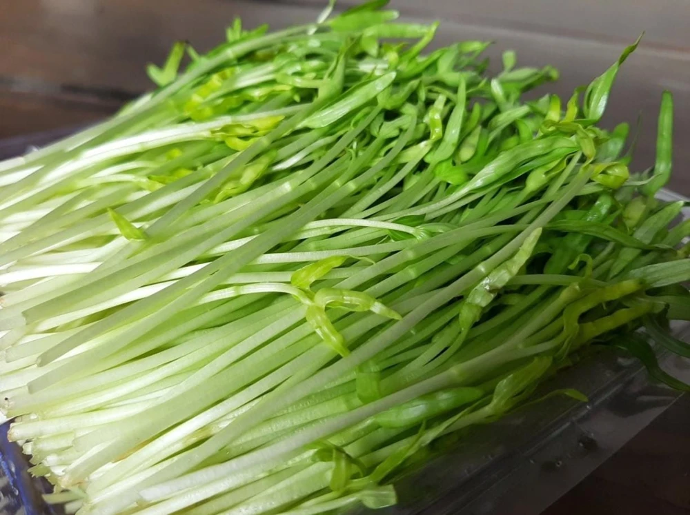 Water Spinach Sprouts Seeds - 1000 Ong Choy Seeds for Planting - 50 Gr - Image 4
