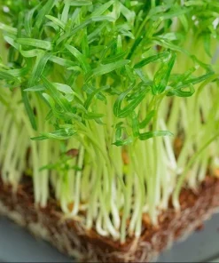 Water Spinach Sprouts Seeds - 1000 Ong Choy Seeds for Planting - 50 Gr - Image 5