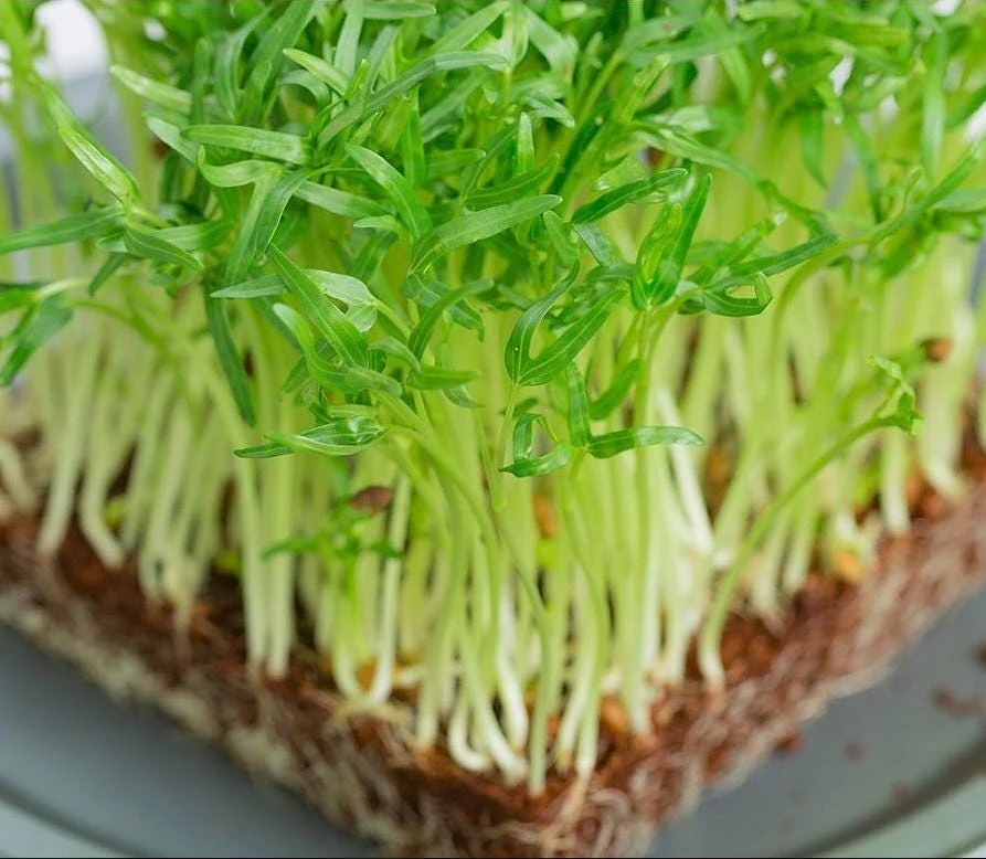 Water Spinach Sprouts Seeds - 1000 Ong Choy Seeds for Planting - 50 Gr - Image 5