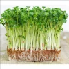 Water Spinach Sprouts Seeds - 1000 Ong Choy Seeds for Planting - 50 Gr - Image 1