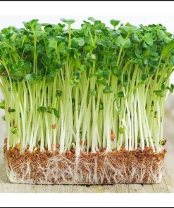 Water Spinach Sprouts Seeds - 1000 Ong Choy Seeds for Planting - 50 Gr - Image 1