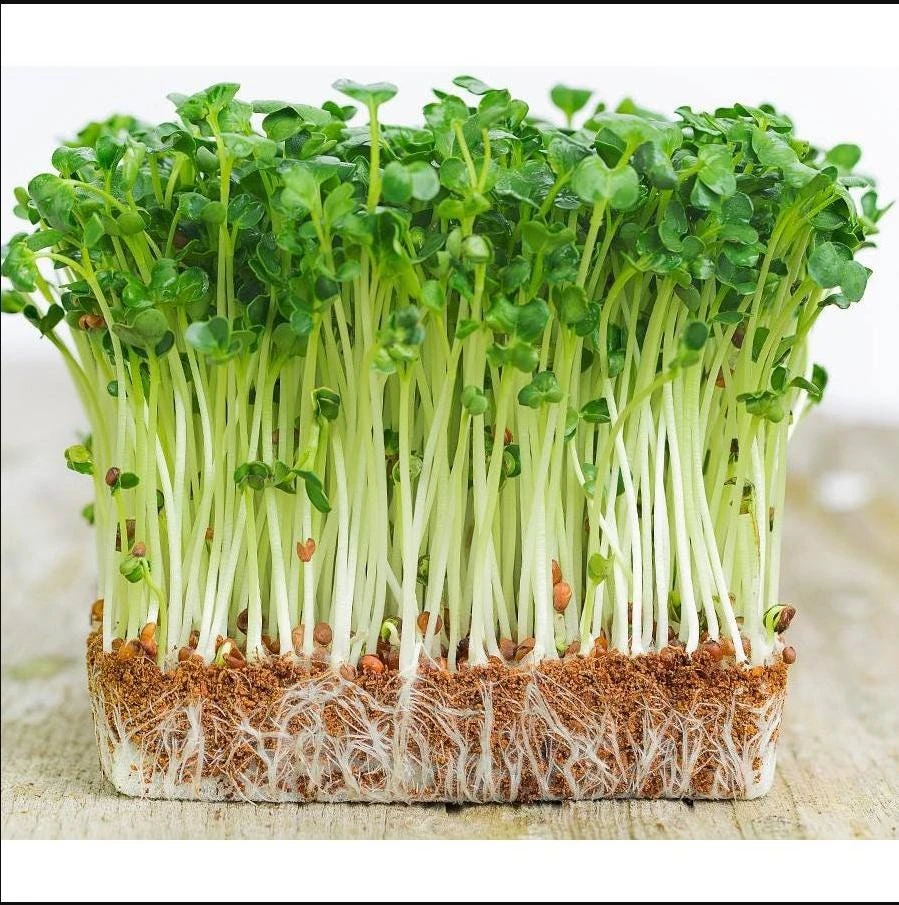 Water Spinach Sprouts Seeds - 1000 Ong Choy Seeds for Planting - 50 Gr - Image 1