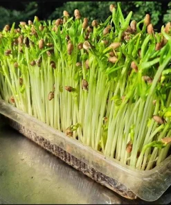 Water Spinach Sprouts Seeds - 1000 Ong Choy Seeds for Planting - 50 Gr - Image 6