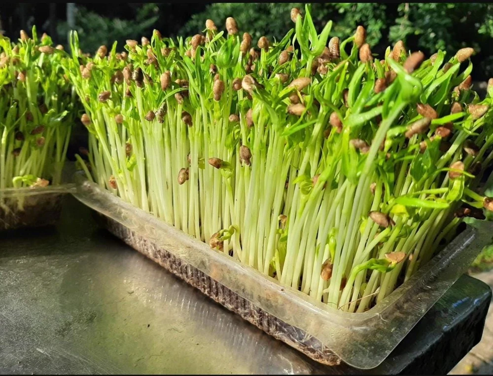 Water Spinach Sprouts Seeds - 1000 Ong Choy Seeds for Planting - 50 Gr - Image 6