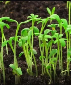 Water Spinach Sprouts Seeds - 1000 Ong Choy Seeds for Planting - 50 Gr - Image 7
