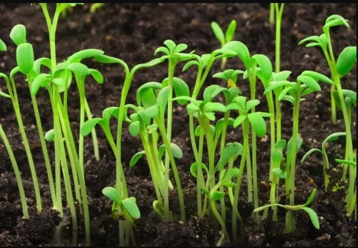 Water Spinach Sprouts Seeds - 1000 Ong Choy Seeds for Planting - 50 Gr - Image 7
