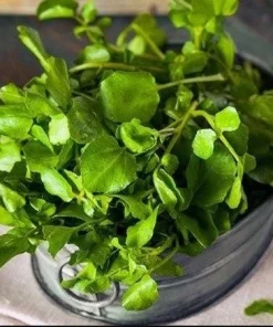 Watercress Seeds - 1500 Seeds for Planting - Vietnamese Yellowcress Herb - Image 2