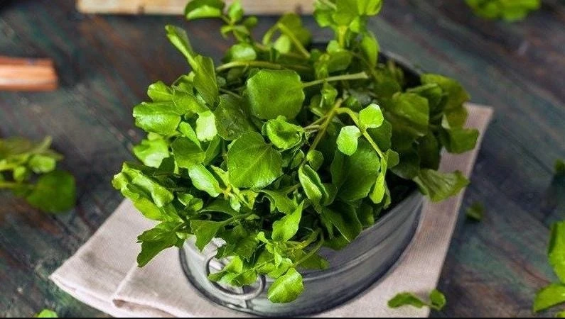 Watercress Seeds - 1500 Seeds for Planting - Vietnamese Yellowcress Herb - Image 2