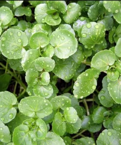Watercress Seeds - 1500 Seeds for Planting - Vietnamese Yellowcress Herb - Image 3
