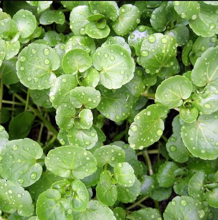 Watercress Seeds - 1500 Seeds for Planting - Vietnamese Yellowcress Herb - Image 3