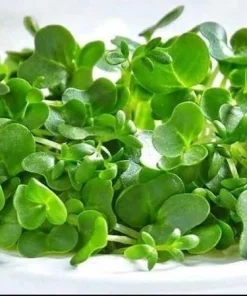 Watercress Seeds - 1500 Seeds for Planting - Vietnamese Yellowcress Herb - Image 4