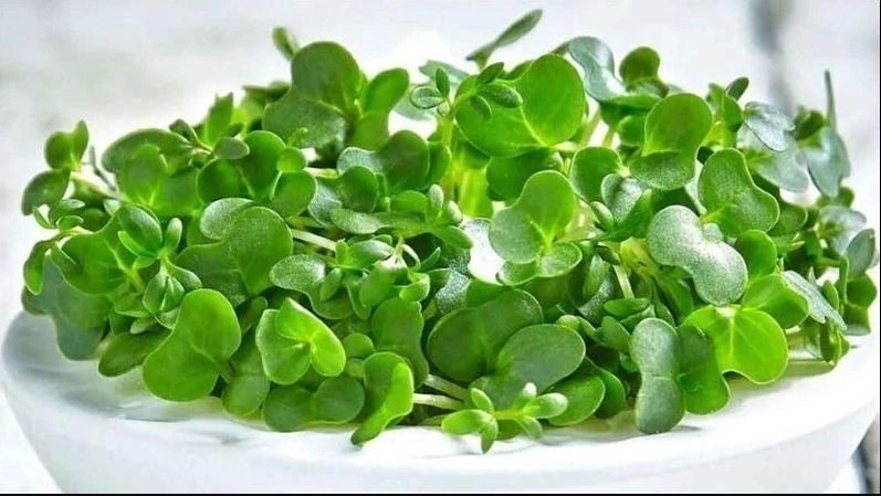 Watercress Seeds - 1500 Seeds for Planting - Vietnamese Yellowcress Herb - Image 4