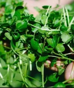 Watercress Seeds - 1500 Seeds for Planting - Vietnamese Yellowcress Herb - Image 5