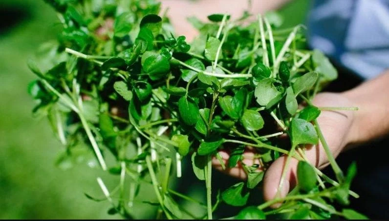 Watercress Seeds - 1500 Seeds for Planting - Vietnamese Yellowcress Herb - Image 5