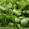 Watercress Seeds - 1500 Seeds for Planting - Vietnamese Yellowcress Herb - Image 1