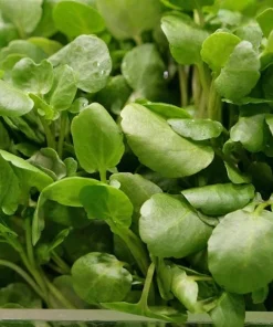 Watercress Seeds - 1500 Seeds for Planting - Vietnamese Yellowcress Herb - Image 1