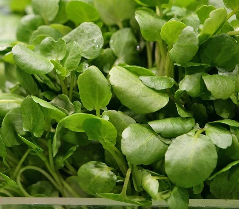 Watercress Seeds - 1500 Seeds for Planting - Vietnamese Yellowcress Herb - Image 1