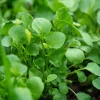 Watercress Seeds – 200 Seeds – Nasturtium officinale – Fast-Growing Aquatic Herb - Image 1