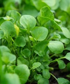 Watercress Seeds – 200 Seeds – Nasturtium officinale – Fast-Growing Aquatic Herb - Image 1