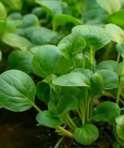 Watercress Seeds – 200 Seeds – Nasturtium officinale – Fast-Growing Aquatic Herb - Image 2