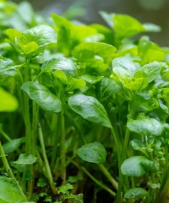 Watercress Seeds – 200 Seeds – Nasturtium officinale – Fast-Growing Aquatic Herb - Image 3