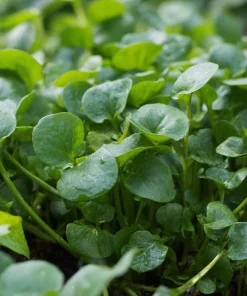 Watercress Seeds – 200 Seeds – Nasturtium officinale – Fast-Growing Aquatic Herb - Image 4