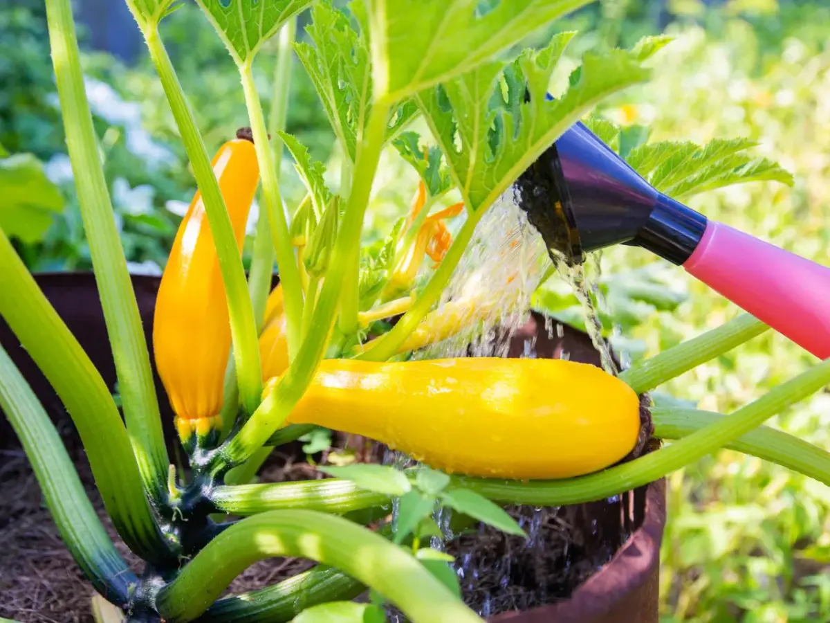 watering yellow squash