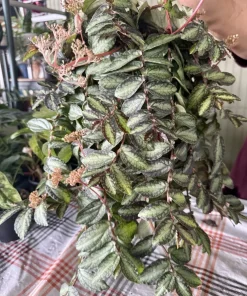 Watermelon Begonia (Pellionia repens) Live Trailing Houseplant - Image 2