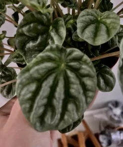 Watermelon Live Plant Seedling in Pot - Indoor/Outdoor Growing - Image 11