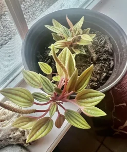 Watermelon Live Plant Seedling in Pot - Indoor/Outdoor Growing - Image 12