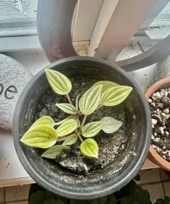 Watermelon Live Plant Seedling in Pot - Indoor/Outdoor Growing - Image 13