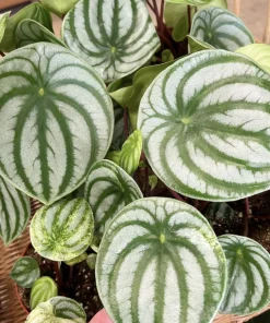 Watermelon Live Plant Seedling in Pot - Indoor/Outdoor Growing - Image 14