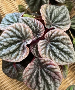 Watermelon Live Plant Seedling in Pot - Indoor/Outdoor Growing - Image 15