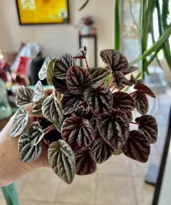 Watermelon Live Plant Seedling in Pot - Indoor/Outdoor Growing - Image 2