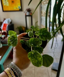 Watermelon Live Plant Seedling in Pot - Indoor/Outdoor Growing - Image 3