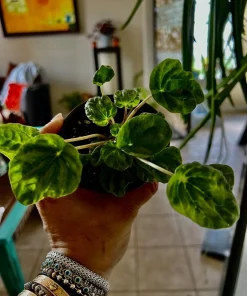 Watermelon Live Plant Seedling in Pot - Indoor/Outdoor Growing - Image 4