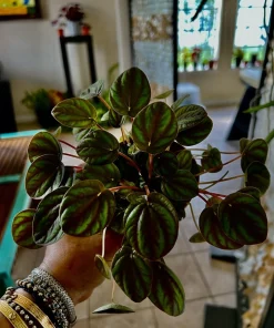 Watermelon Live Plant Seedling in Pot - Indoor/Outdoor Growing - Image 5