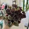 Watermelon Live Plant Seedling in Pot - Indoor/Outdoor Growing - Image 1