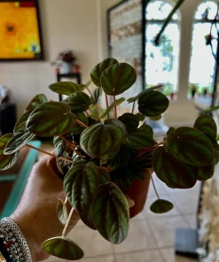 Watermelon Live Plant Seedling in Pot - Indoor/Outdoor Growing - Image 6