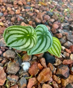 Watermelon Live Plant Seedling in Pot - Indoor/Outdoor Growing - Image 8