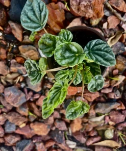Watermelon Live Plant Seedling in Pot - Indoor/Outdoor Growing - Image 9
